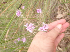 Sowerbaea juncea