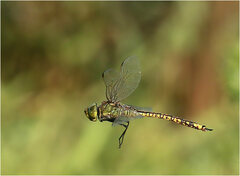 Anax papuensis