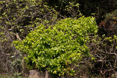Ficus ingens