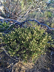 Dodonaea bursariifolia