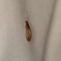 Micromus subanticus