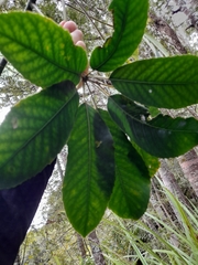 Pseudopanax arboreus