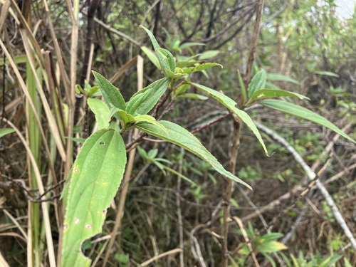 Boehmeria densiflora iNat (3)