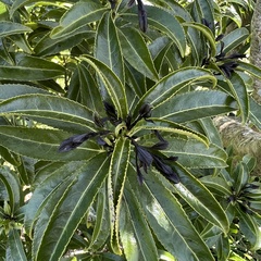 Melicytus lanceolatus
