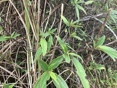 Boehmeria densiflora