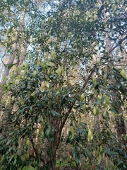 Trochocarpa laurina
