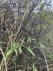 Boehmeria densiflora