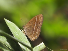Mycalesis janardana