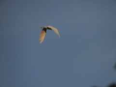 Egretta garzetta garzetta