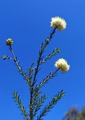 Melaleuca thymoides
