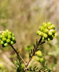 Melaleuca thymoides