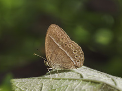 Mycalesis janardana