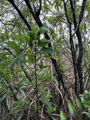 Boehmeria densiflora