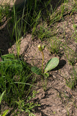 Gerbera piloselloides
