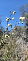Melaleuca thymoides