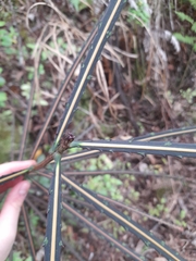 Pseudopanax crassifolius