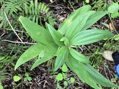 Boehmeria densiflora