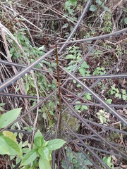 Pseudopanax crassifolius