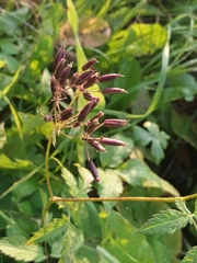 Chaerophyllum aromaticum