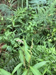 Persicaria barbata