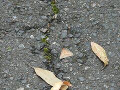 Epidesmia chilonaria