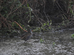 Rallus aquaticus