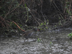 Rallus aquaticus
