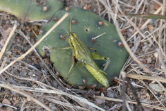 Campylacantha olivacea