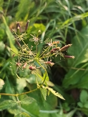 Chaerophyllum aromaticum