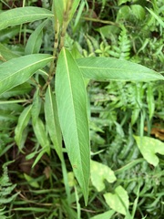 Persicaria barbata