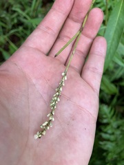Persicaria barbata