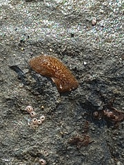 Enchiridium