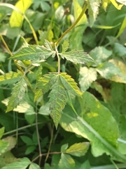 Chaerophyllum aromaticum