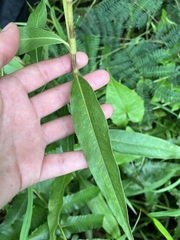 Persicaria barbata