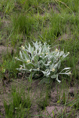 Helichrysum acutatum