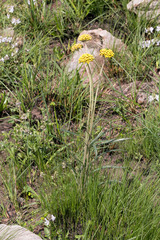 Helichrysum allioides
