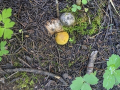 Truncocolumella citrina