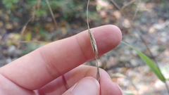 Bromus latiglumis