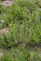 Helichrysum cephaloideum