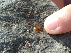 Enchiridium