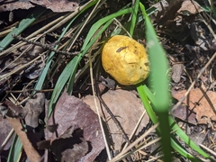 Truncocolumella citrina