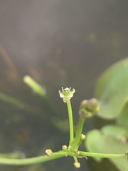 Damasonium minus