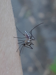 Aedes triseriatus
