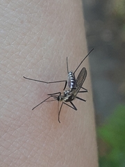 Aedes triseriatus