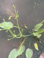 Damasonium minus