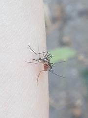 Aedes triseriatus