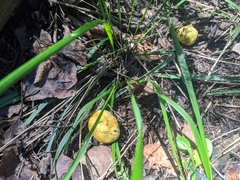 Truncocolumella citrina