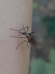 Aedes triseriatus
