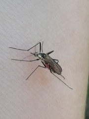 Aedes triseriatus