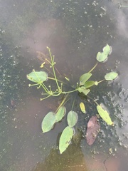 Damasonium minus